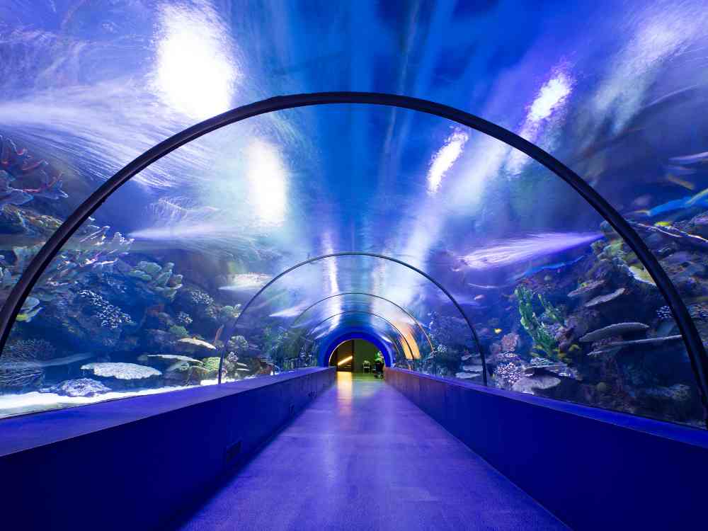 Underwater tunnel aquarium with marine life overhead