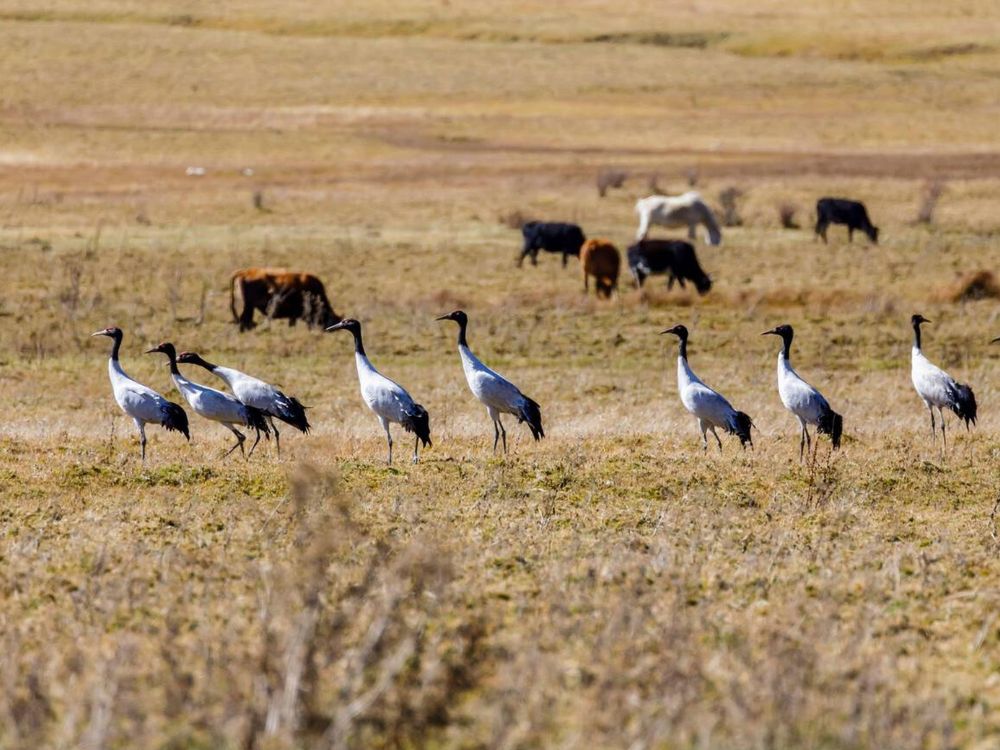 Black Cranes