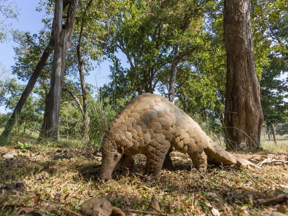 Jomotsangkha Wildlife Sanctuary