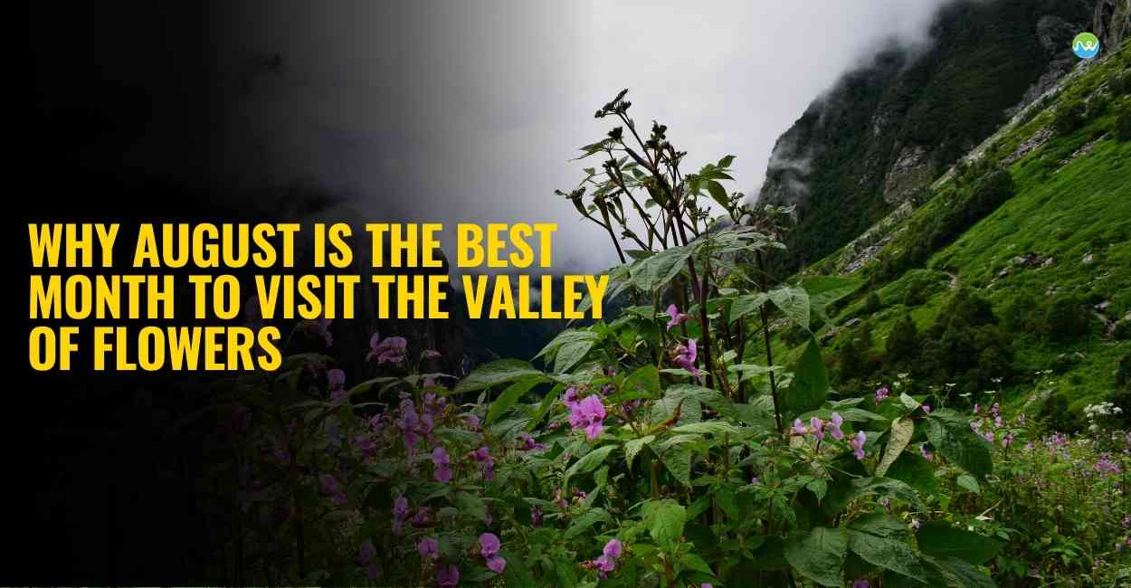 Why August is the Best Month to Visit the Valley of Flowers