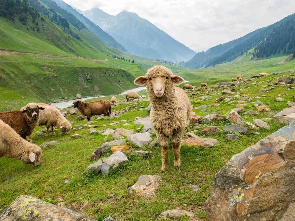 Warwan Valley