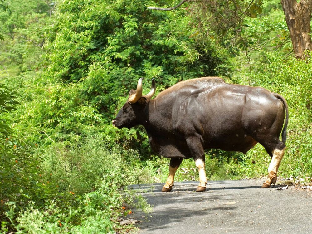 Phibsoo Wildlife Sanctuary