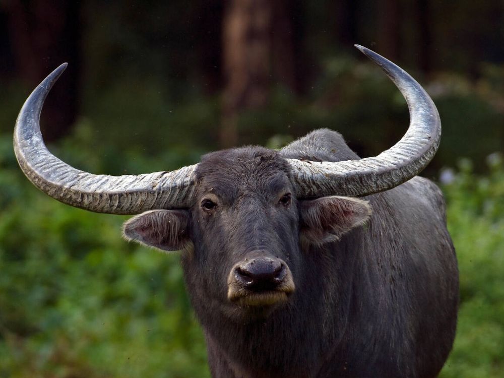 Royal Manas National Park