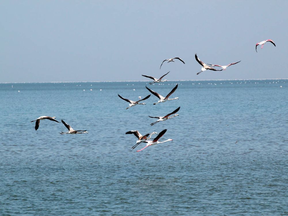Flamingoes at Rann of Kutch