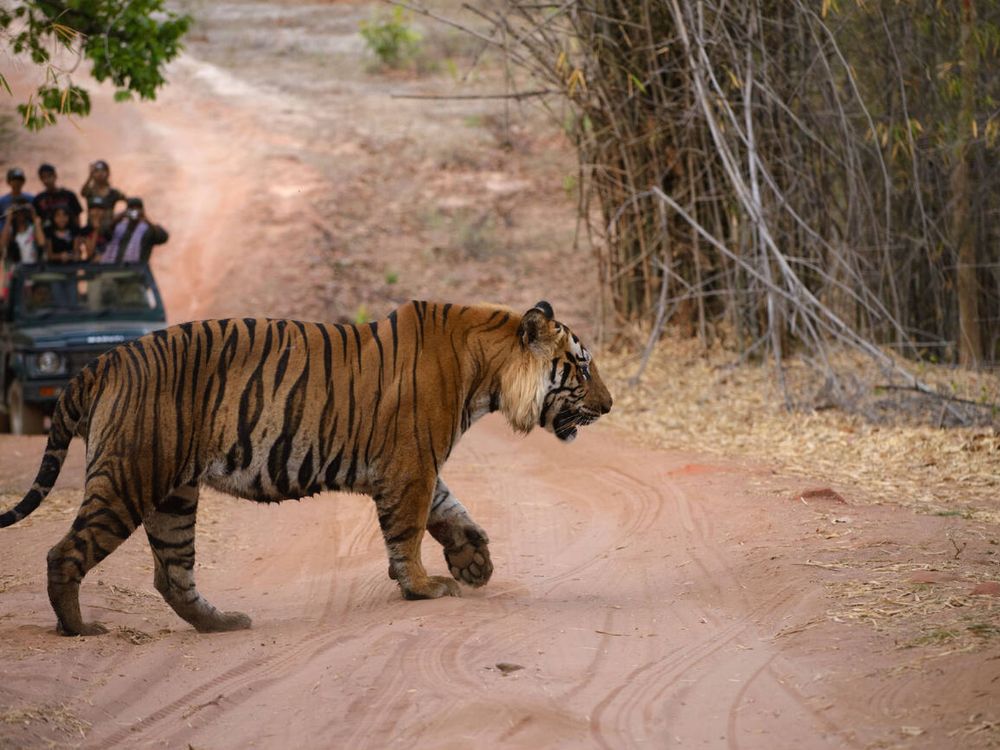 Ranthambore National Park.