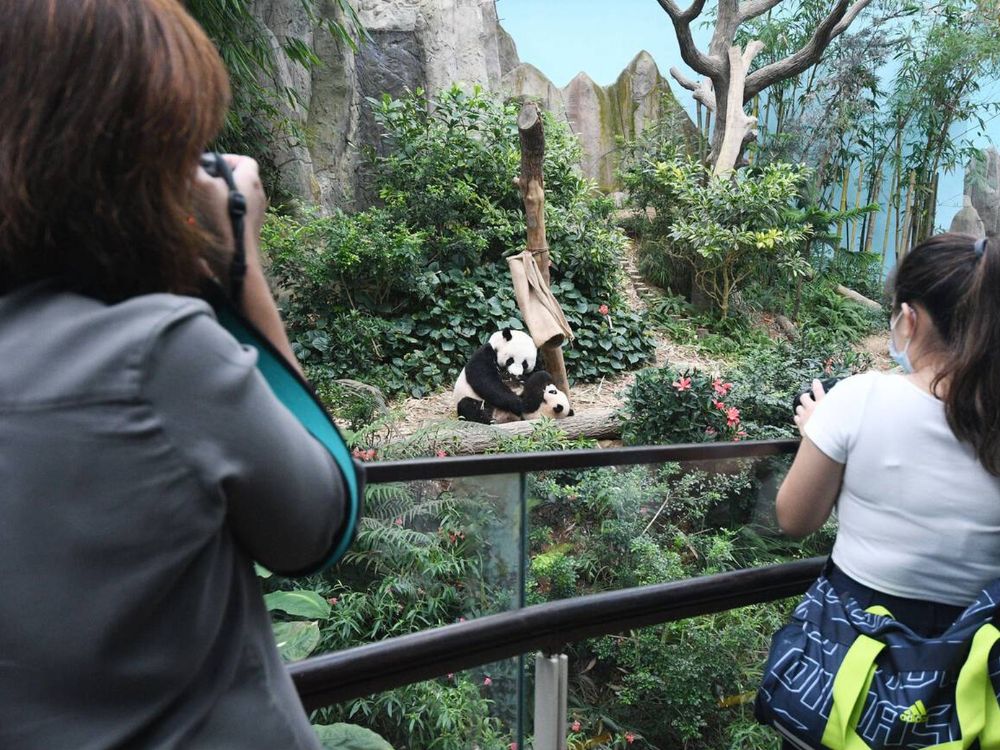 Giant panda cub at the River Wonders in Singapore