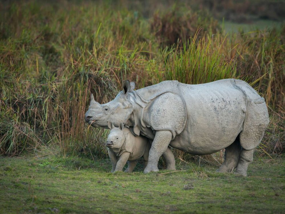 Kaziranga National Park, Assam. 