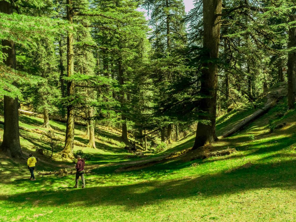 Trail to Kalatop in Dalhousie.