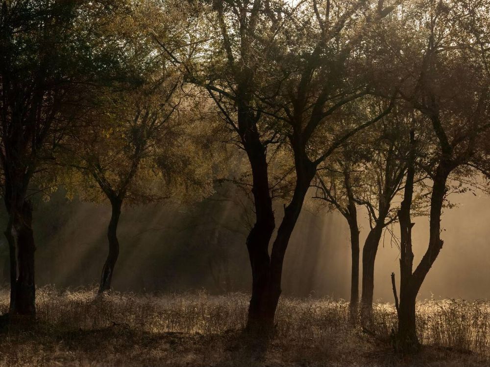 Ranthambore national park, India - Best time to visit