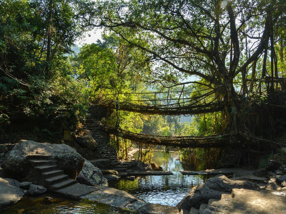 Double Decker Root Bridge in Meghalaya. 