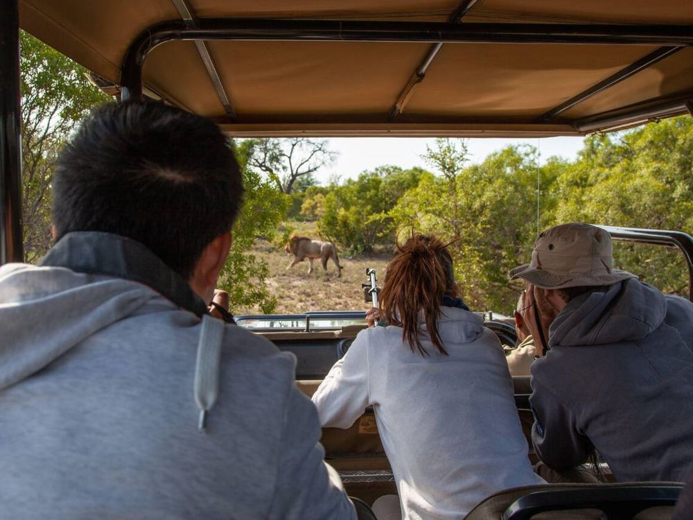 Wildlife safari at Kruger National Park