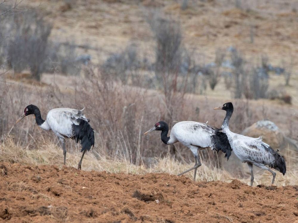 Black-necked cranes in winter visitors to the Phobjikha Valley