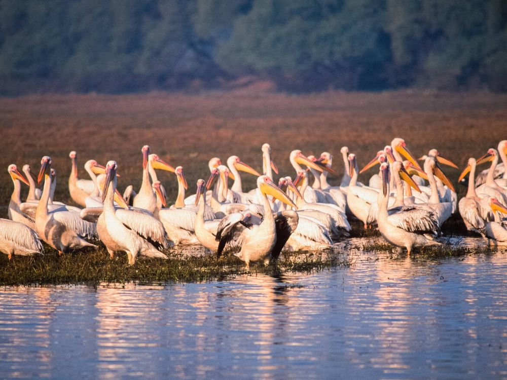 Keoladaeo Ghana National Park.