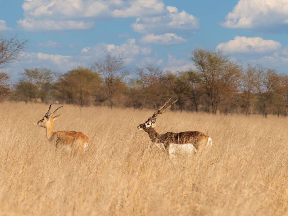 Beautiful Blackbuck pair walking through the grassland of Tal Chhapar sanctuary