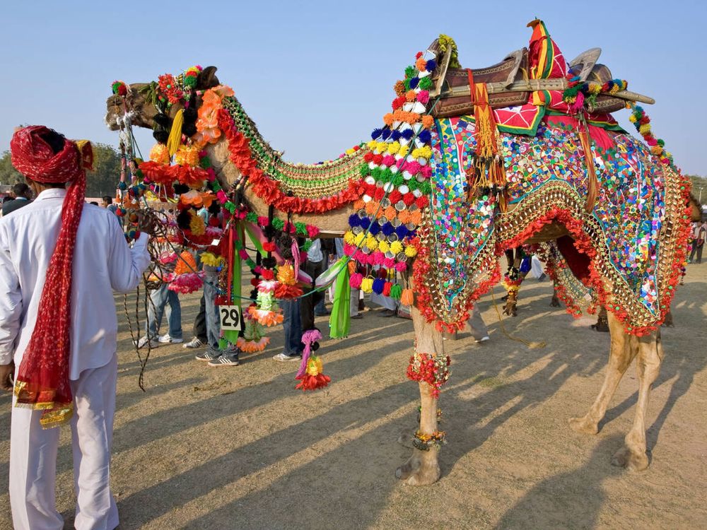 Decorated camel, Bikaner Camel festival