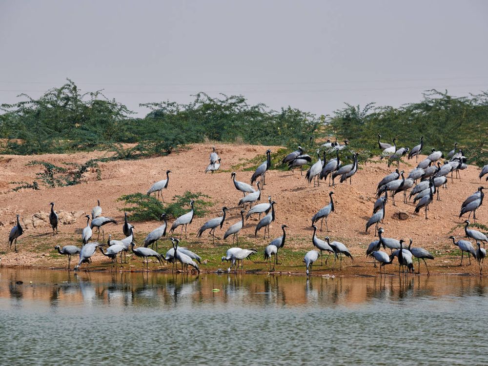 Flock of Demoiselle Cranes in Khichan Bird Sanctuary