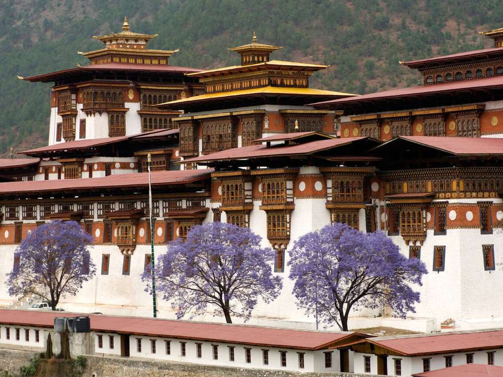Jacaranda trees in full bloom frame the majestic Punakha Dzong during early spring 
