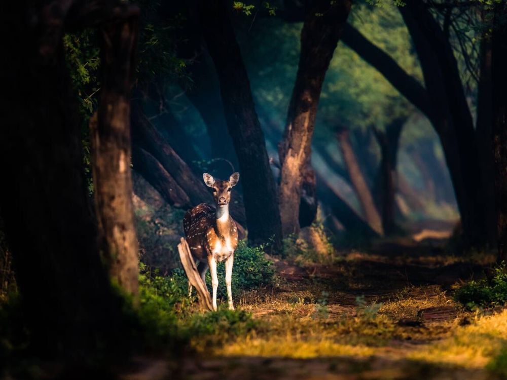 Keoladeo National Park