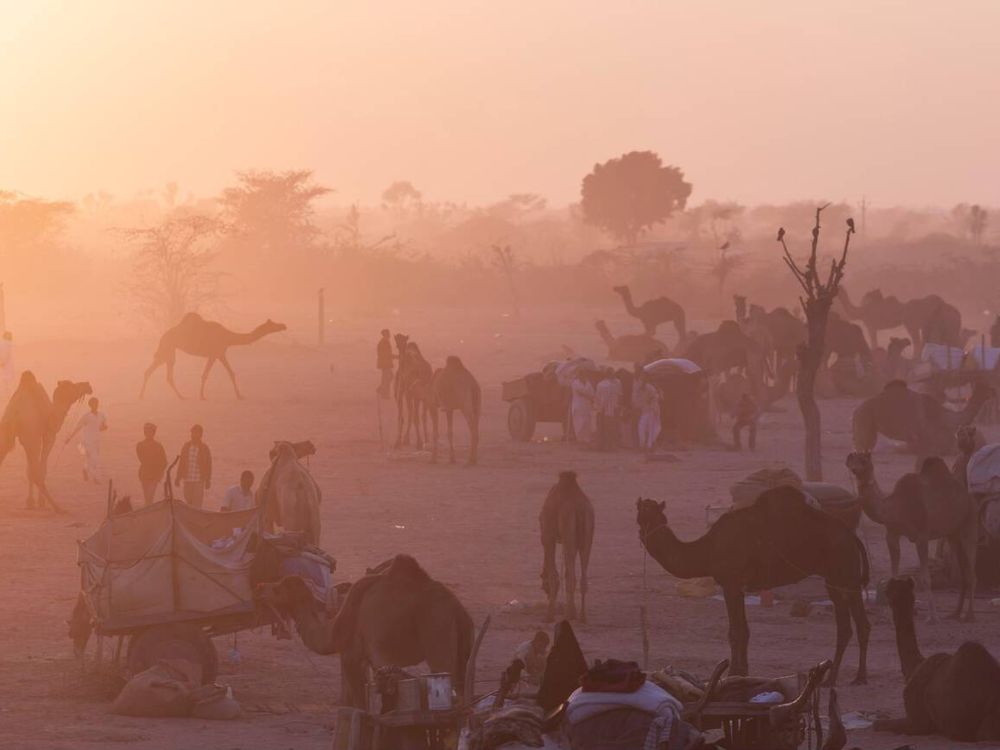 Nagaur cattle fair, sunset over the camp