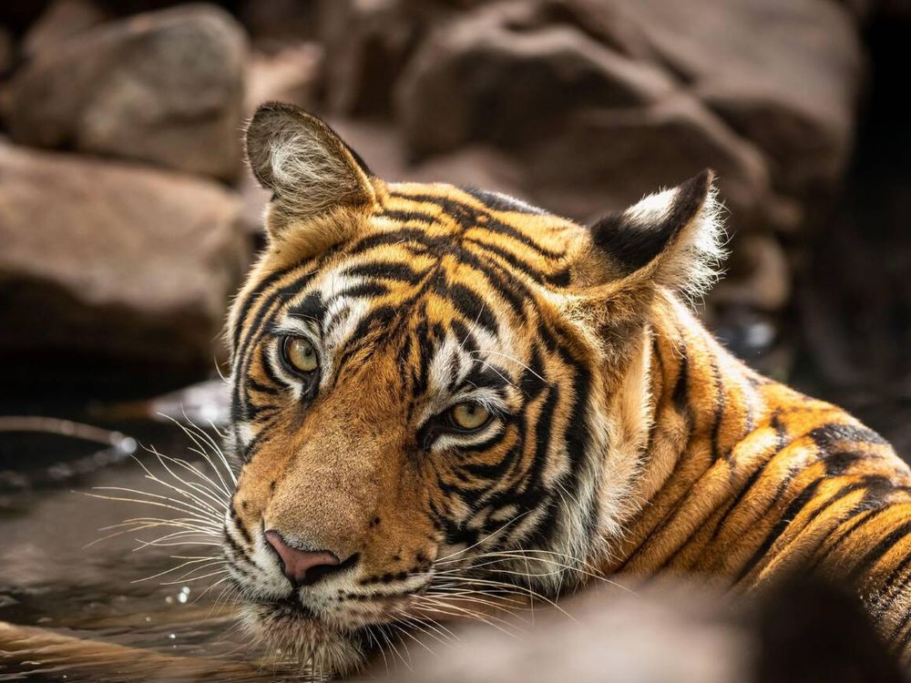 Tigress at Mukundra hills tiger reserve