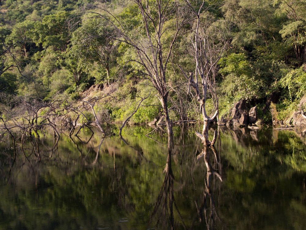 Sariska Tiger Reserve - Rajasthan Wildlife Guide
