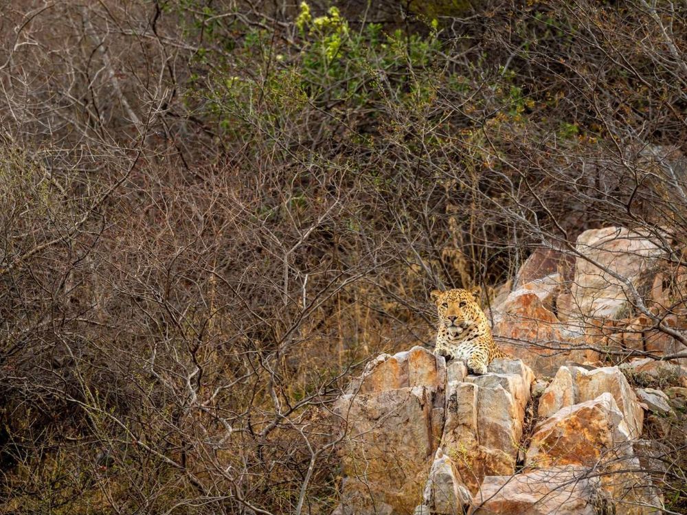 Indian wild male leopard resting on rock, Kumbhalgarh wildlife sanctuary