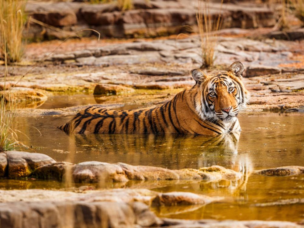 Ranthambore National Park - Rajasthan Wildlife Guide