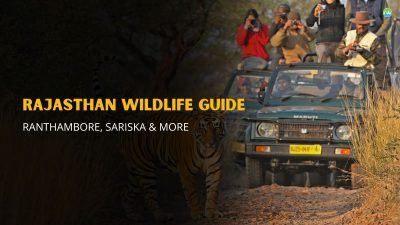 Rajasthan Wildlife Guide | Ranthambore, Sariska & More