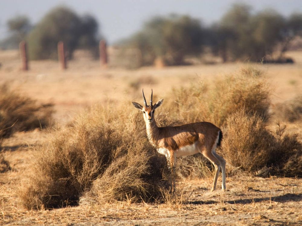 Chinkara in Desert national park