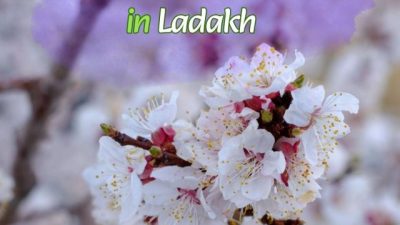 apricot-blossom-festival-in-Ladakh