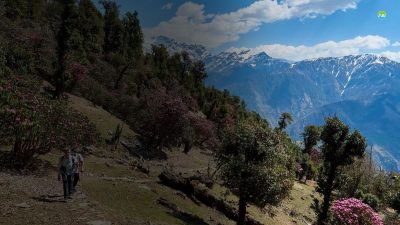 Trekkers walking among the oaks and rhododendron forests above the saryu valley