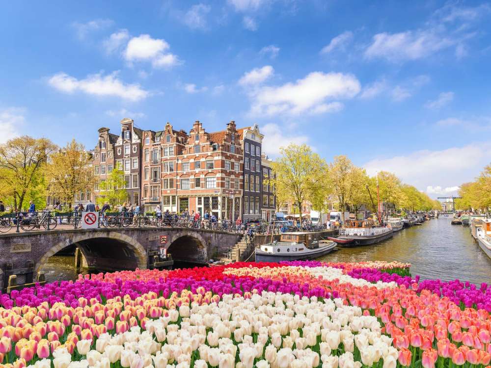 Amsterdam City Skyline at Canal Waterfront with Spring Tulip Flower.