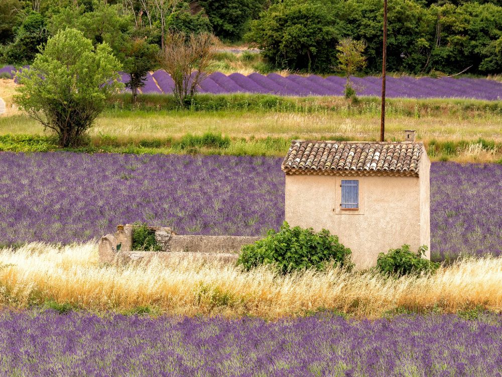 Lavender Bloom in France