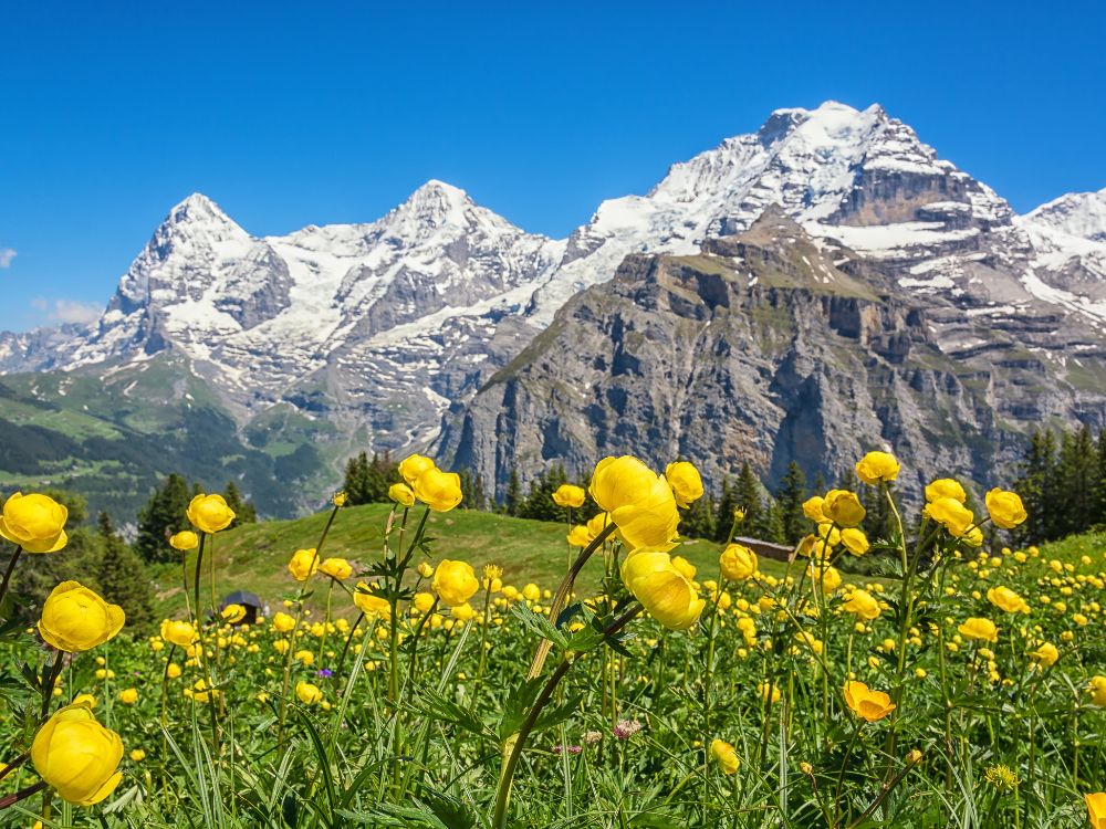 Alpine Meadows in Switzerland