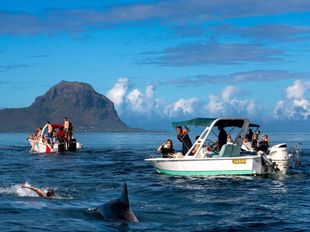 Tourist snorkeing and swimming with dolphins in Mauritius
