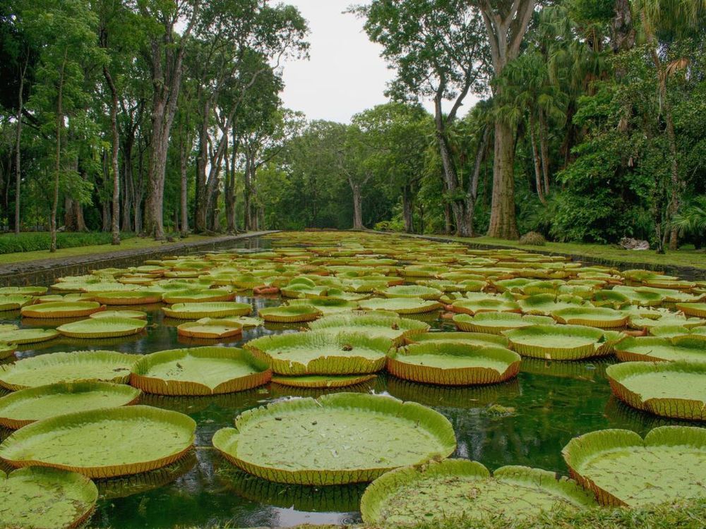 Water lilies in Pamplemousses Botanical Garden 