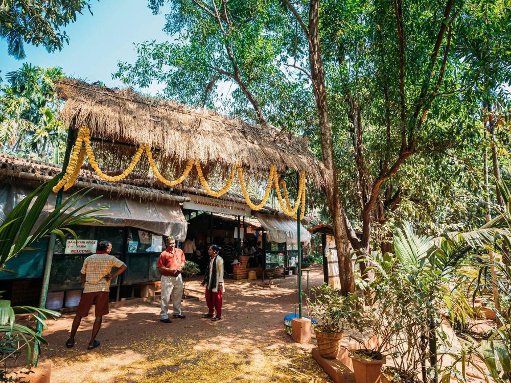People are standing at the entrance beneath a thatched canopy leading to the spice plantation.