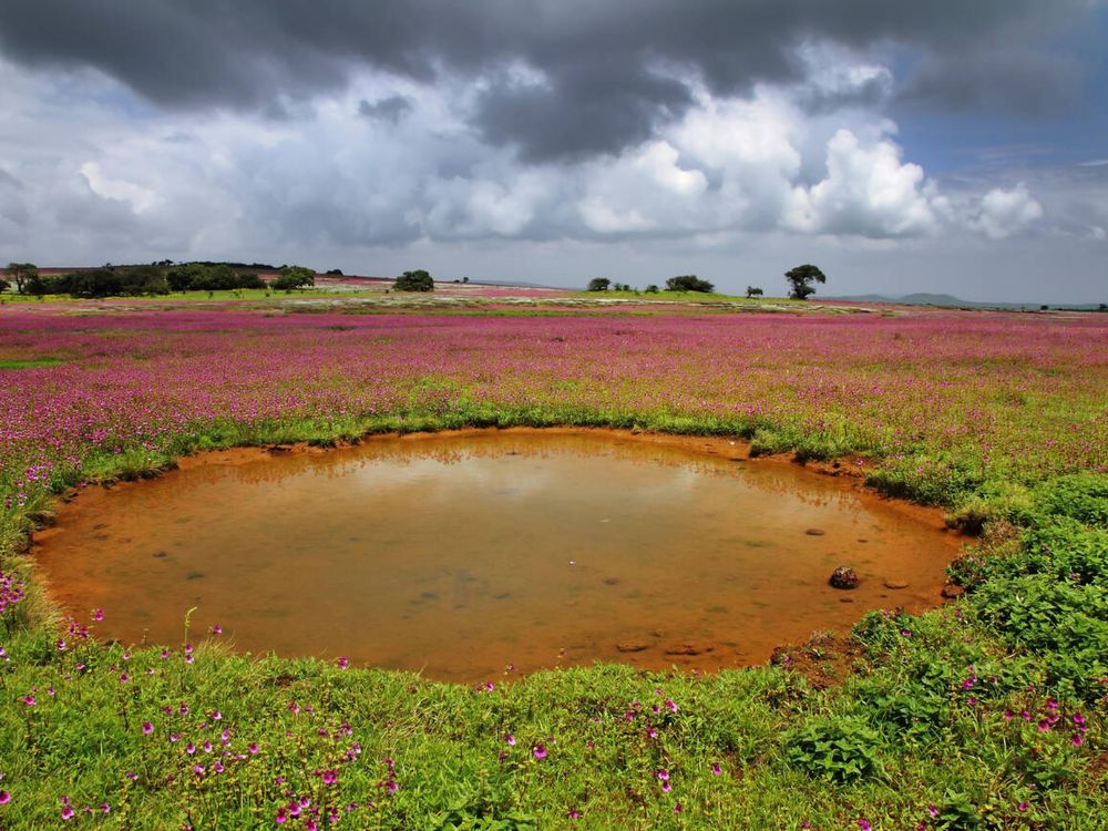 Kaas Plateau, Satara, Maharashtra