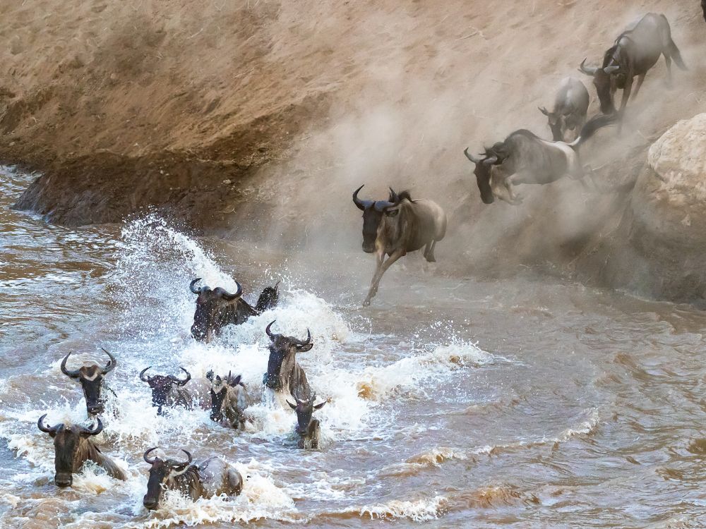 Beasts crossing the river during The Great Migration in Masai Mara