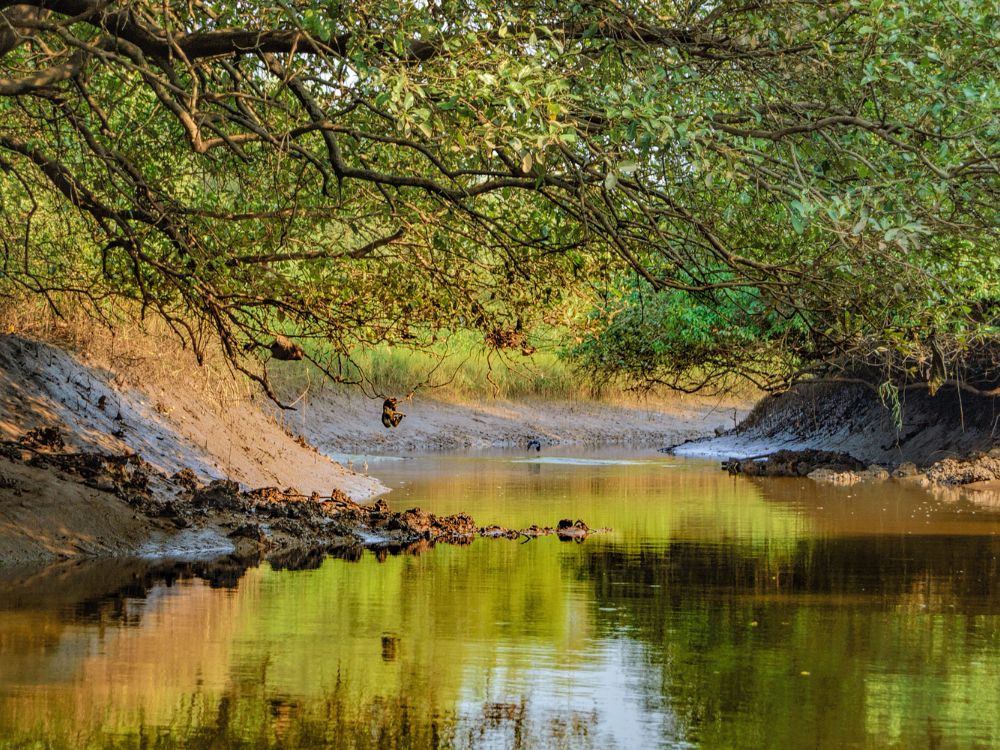 Dr Salim Ali Bird Sanctuary, Chorao Island