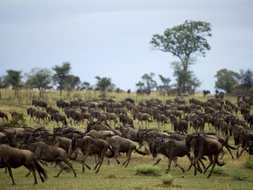 Wild beast running in Serengeti National Park, Tanzania