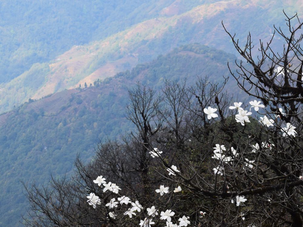 Magnolia flowers on the trail of Sandakphu-Phalut Trek