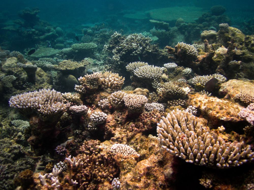 Underwater photograph of a vibrant, healthy coral reef ecosystem covering the seabed.