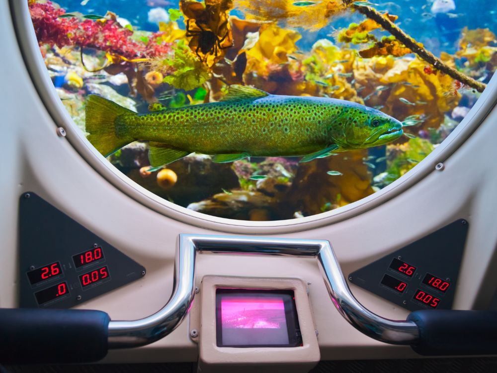 FIshes from the window of Underwater Submarine