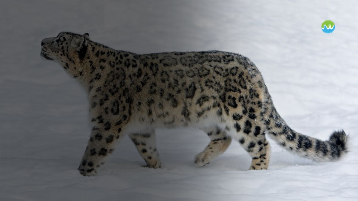 India’s first high-altitude wildlife safari in Ladakh