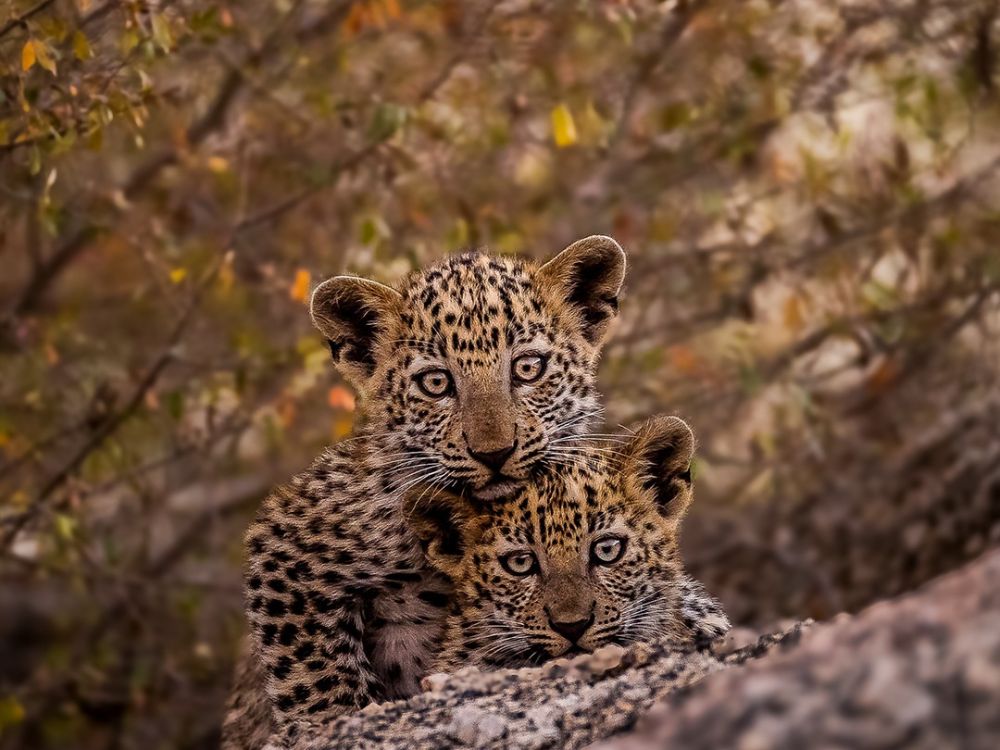 Two leopard cubs looking at the camera in Jawai, one of India's best wildlife safaris in Rajasthan