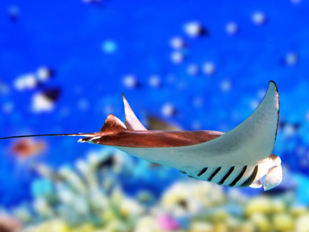 An image of a manta ray