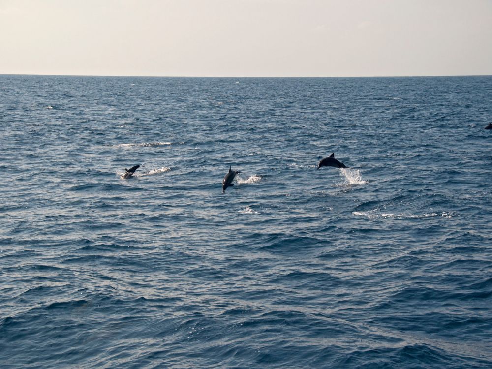 Silhouette view of a small group of dolphins surfacing and splashing in the deep blue ocean water under a clear, pale sky.