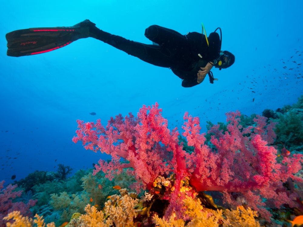 An image of a perosn doing scube diving. Beneath him is the colorful corals